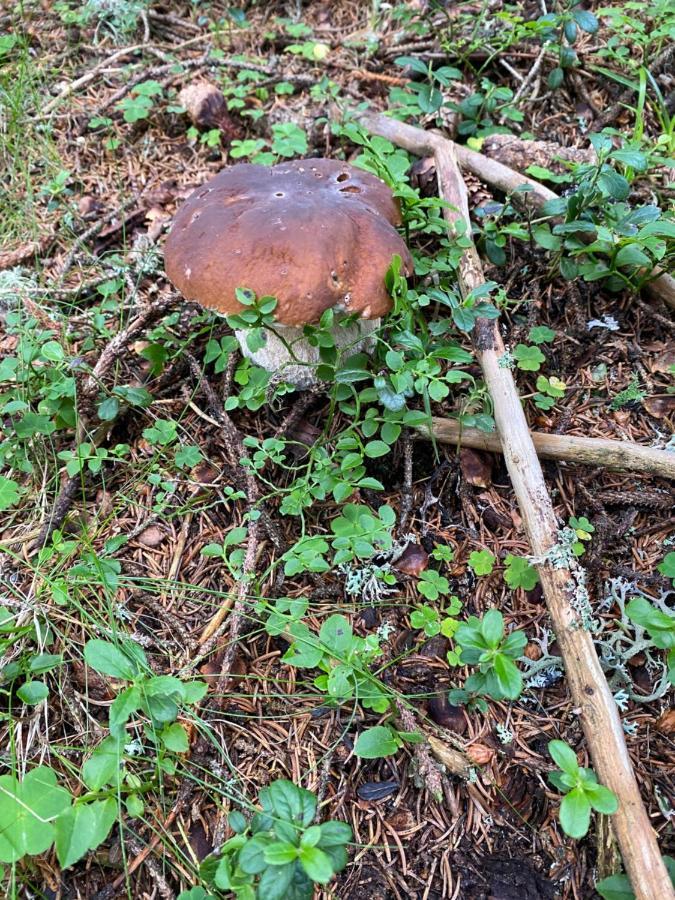 Holzknechthuette Villa Lachtal Eksteriør bilde